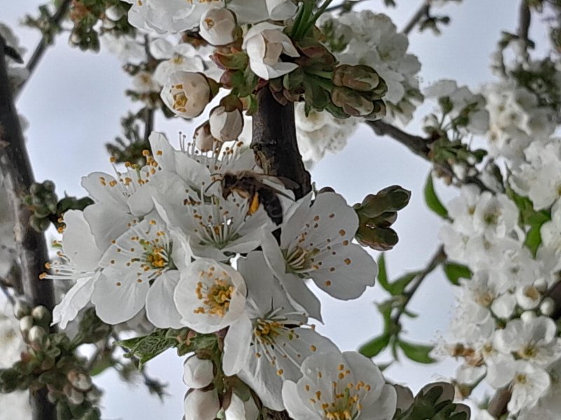 Il attire une multitude de pollinisateurs, abeilles domestiques, papillons, bourdons. MARIE-PIERRE TESSIER